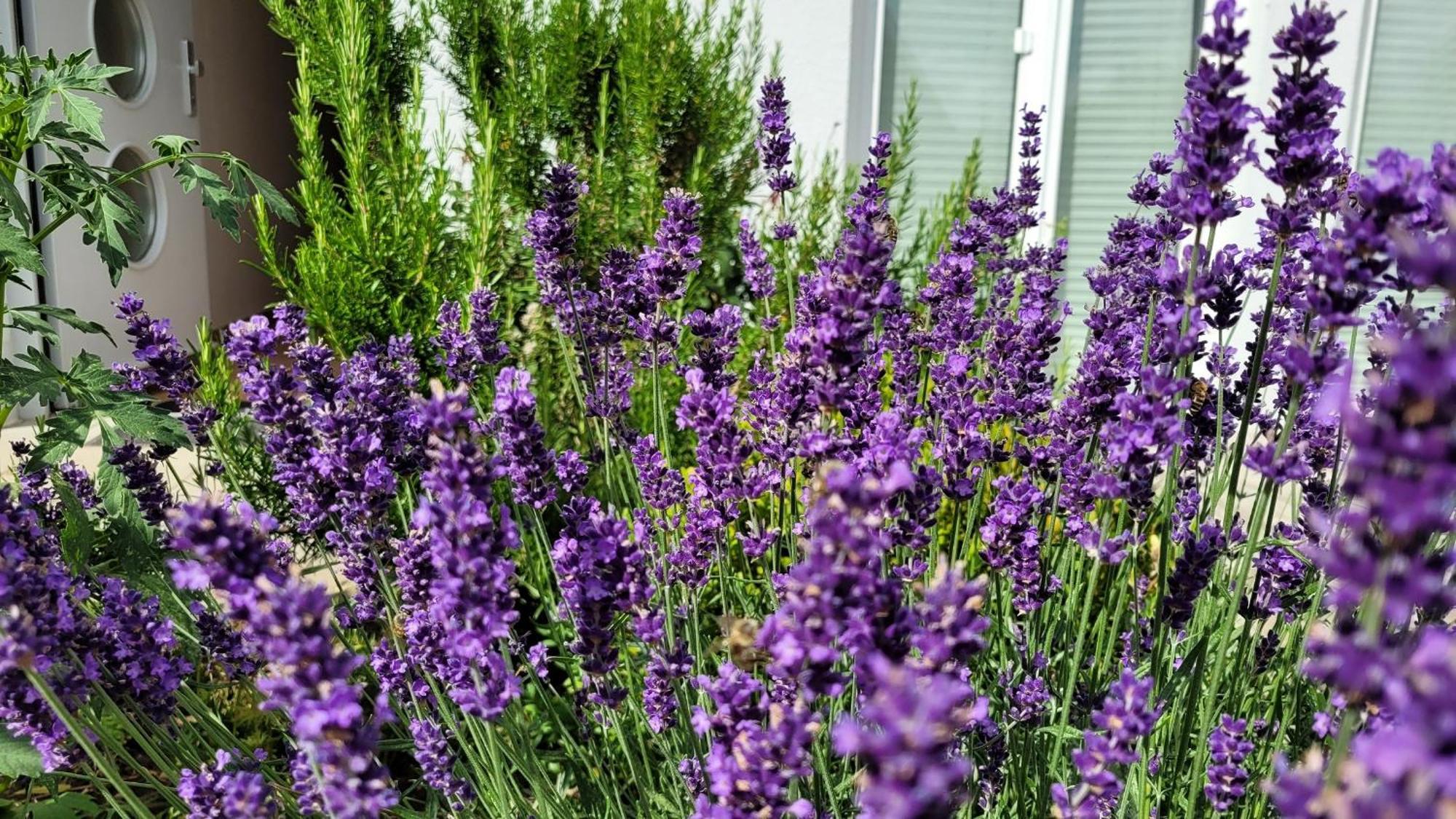 Apartment Gartenblick Mit Terrasse *